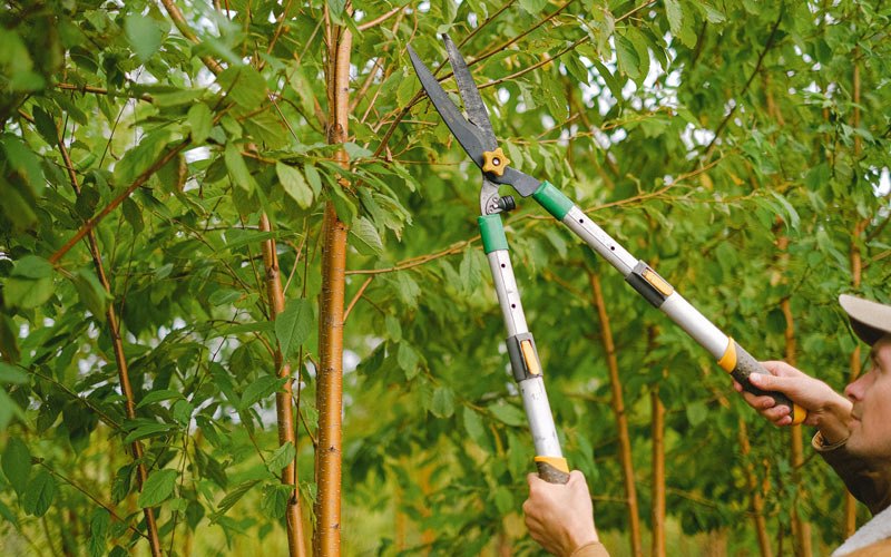 Tree trimming in Union, WA